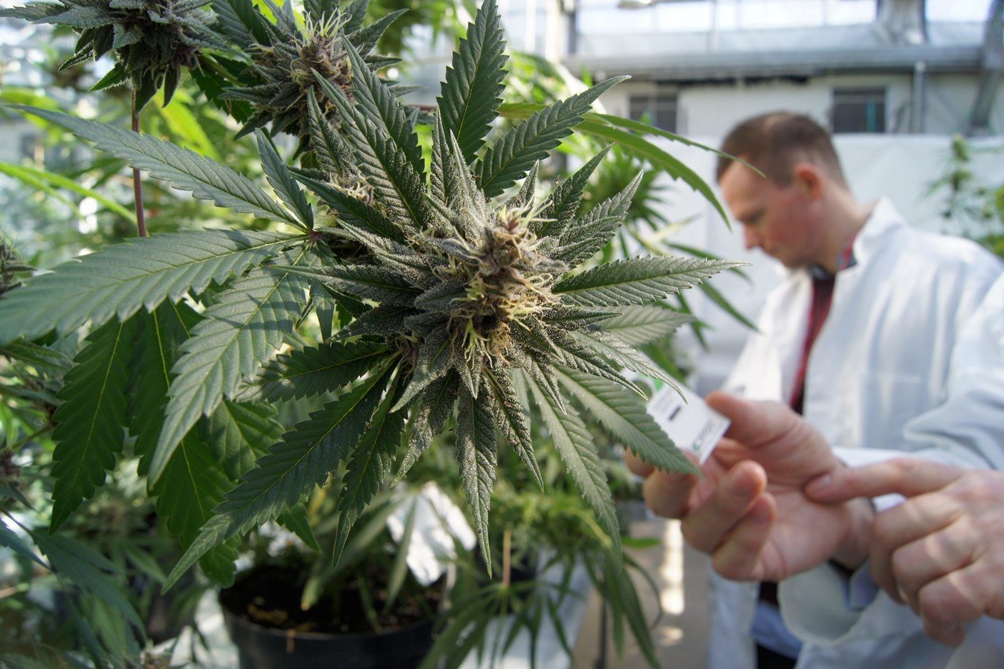 Cannabis-production1