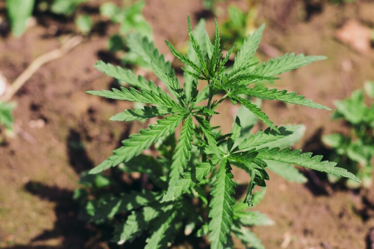 Growing Cannabis Sativa outdoors